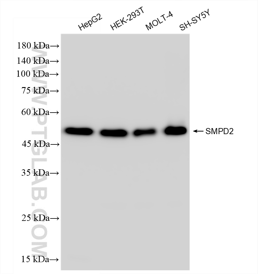 WB analysis using 83520-3-RR