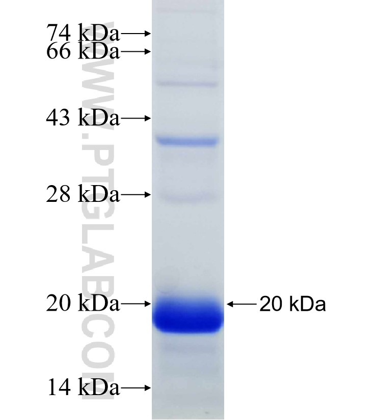 SMURF1 fusion protein Ag30891 SDS-PAGE