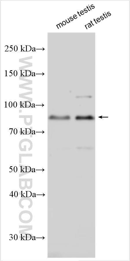 WB analysis using 18038-1-AP