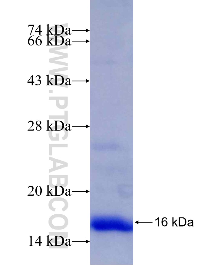 SMURF2 fusion protein Ag25734 SDS-PAGE