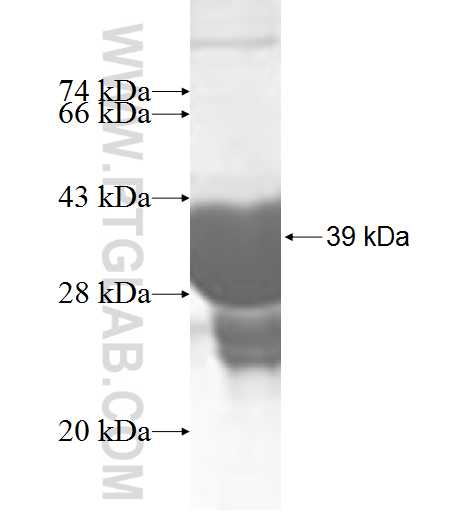 SNCG fusion protein Ag9493 SDS-PAGE