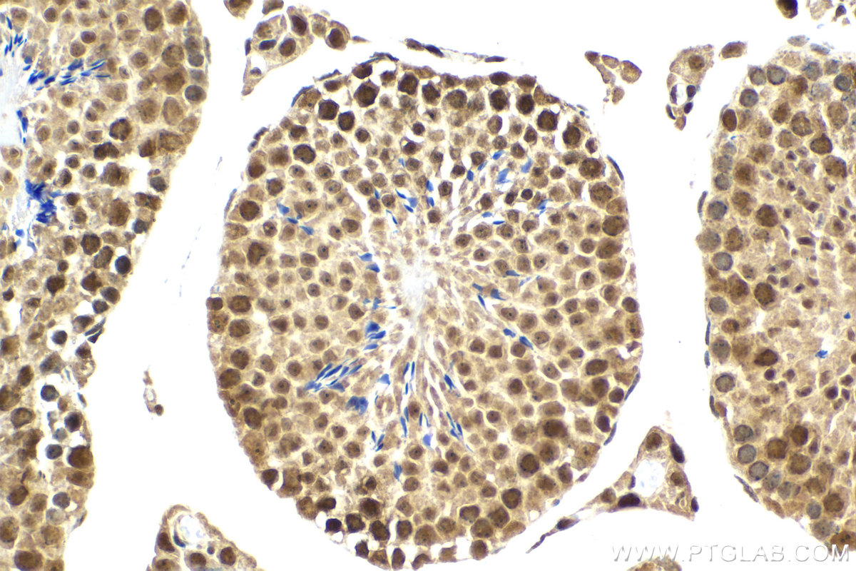 IHC staining of mouse testis using 23875-1-AP