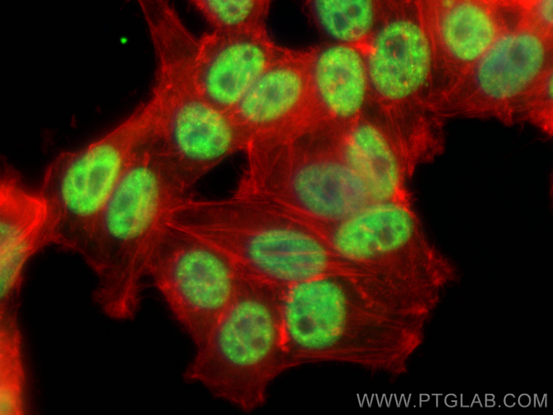 IF Staining of HepG2 using 17368-1-AP