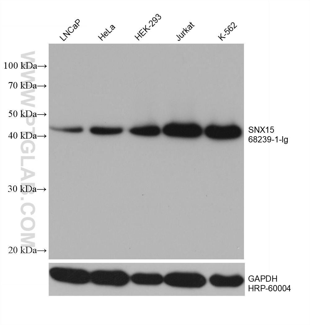 WB analysis using 68239-1-Ig