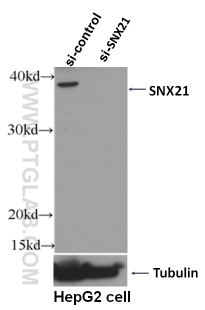 WB analysis of HepG2 using 22193-1-AP