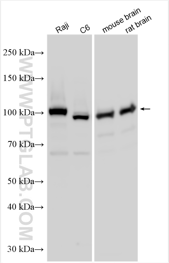 WB analysis using 13294-1-AP