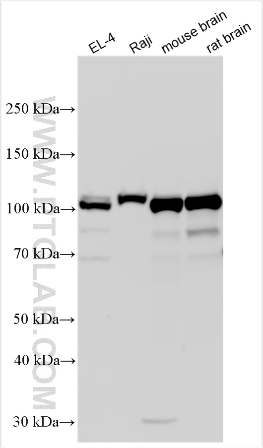 WB analysis using 13294-1-AP