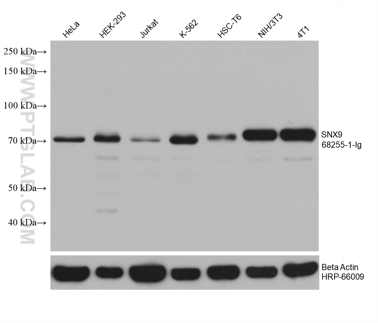 WB analysis using 68255-1-Ig