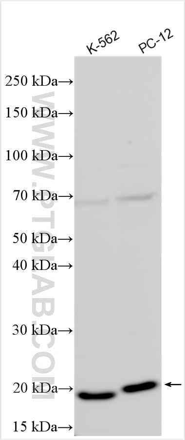 WB analysis using 26206-1-AP