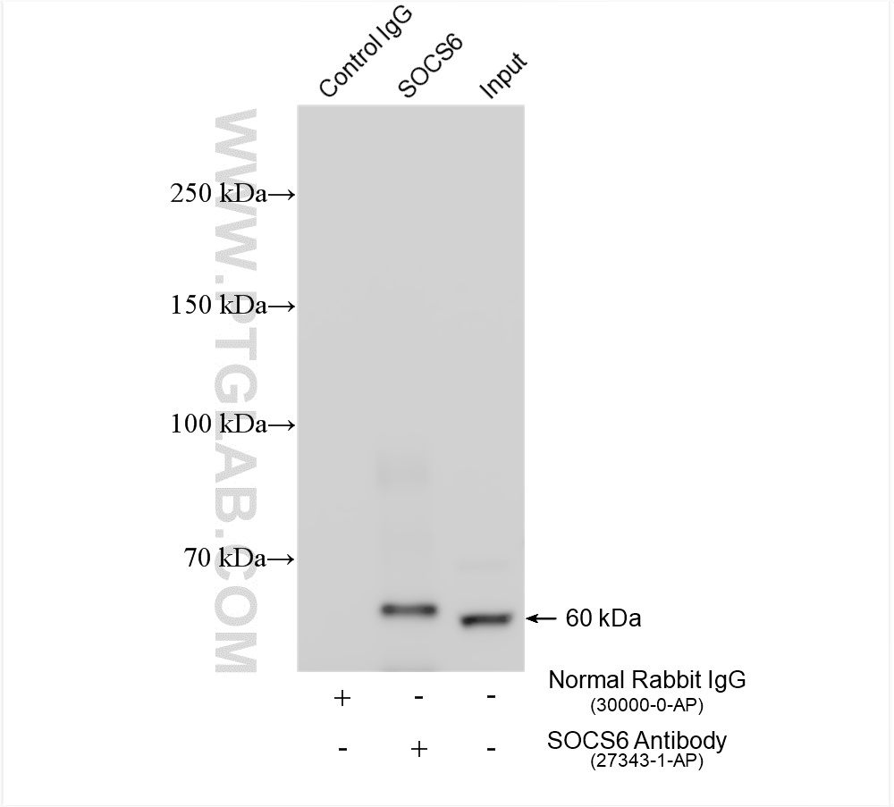 IP experiment of human placenta using 27343-1-AP