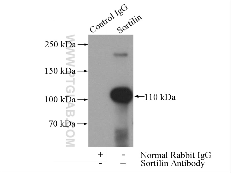 IP experiment of rat brain using 12369-1-AP