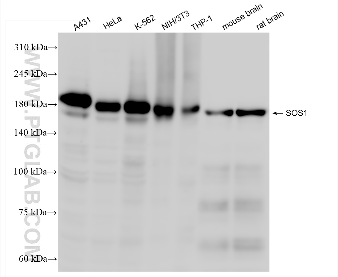 WB analysis using 82784-2-RR