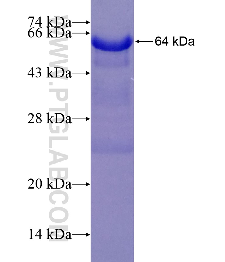 SOX13 fusion protein Ag13537 SDS-PAGE