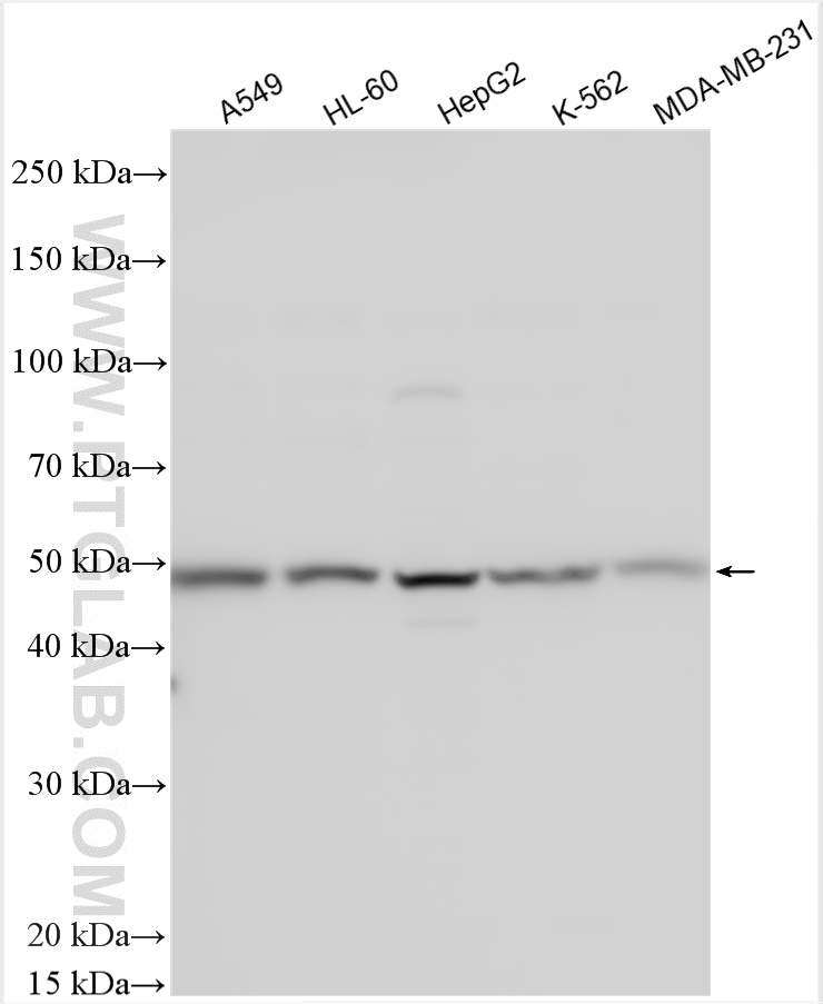 WB analysis using 27414-1-AP