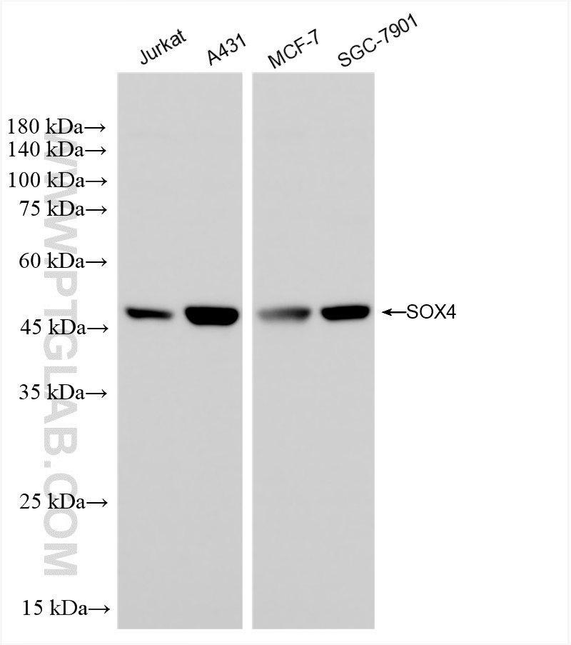 WB analysis using 83660-1-RR