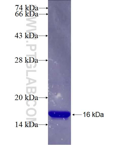 SOX4 fusion protein Ag26613 SDS-PAGE