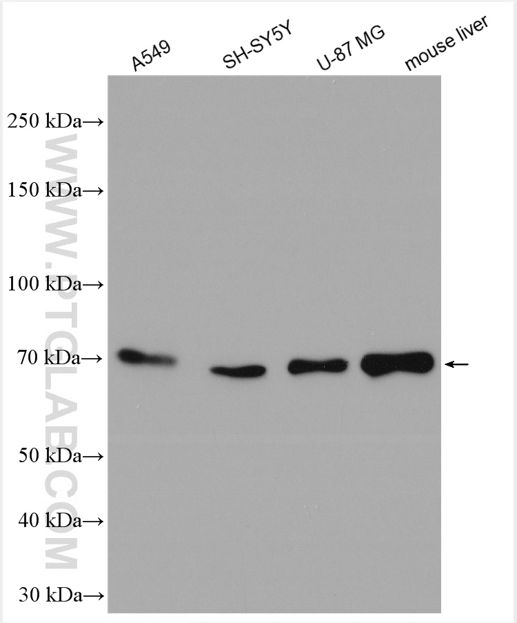 WB analysis using 13216-1-AP