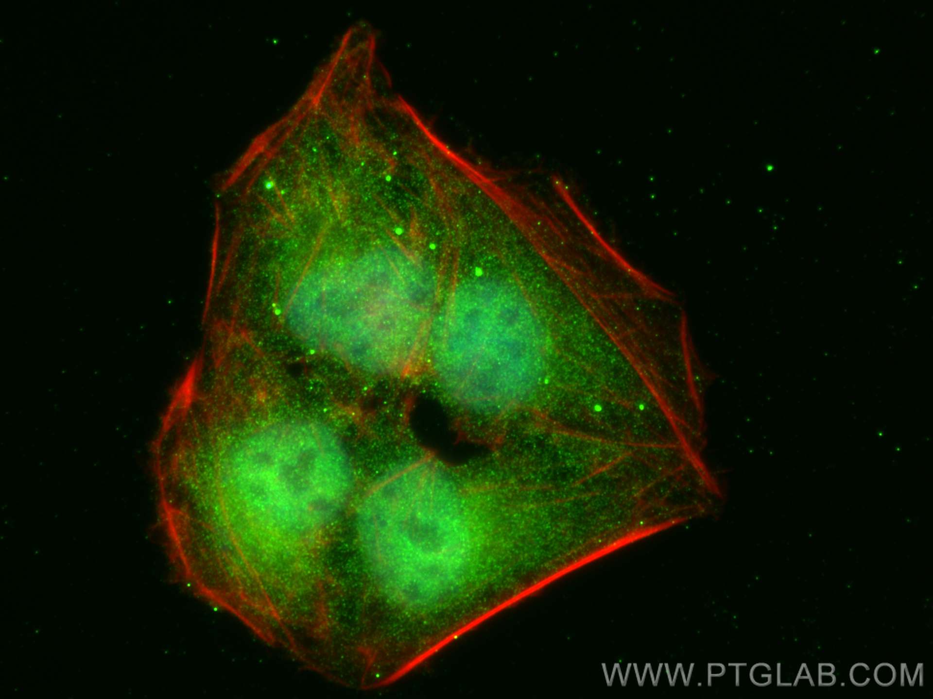 IF Staining of U2OS using 23925-1-AP