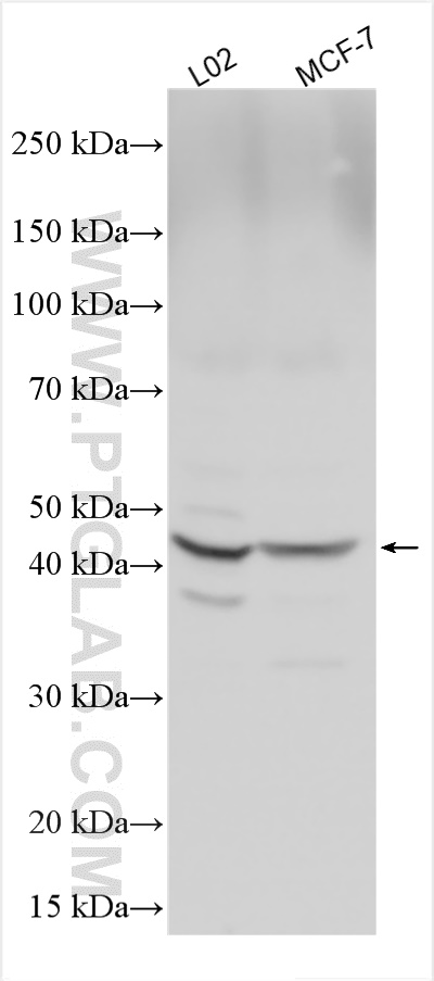 WB analysis using 28561-1-AP