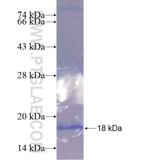 SPAG11A fusion protein Ag9951 SDS-PAGE