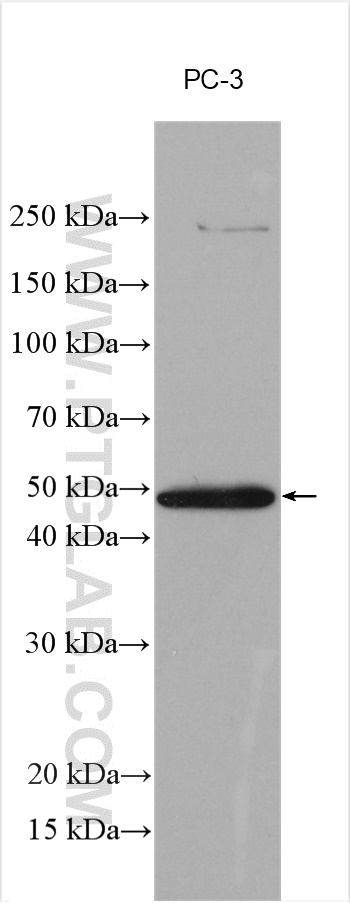 WB analysis using 17495-1-AP