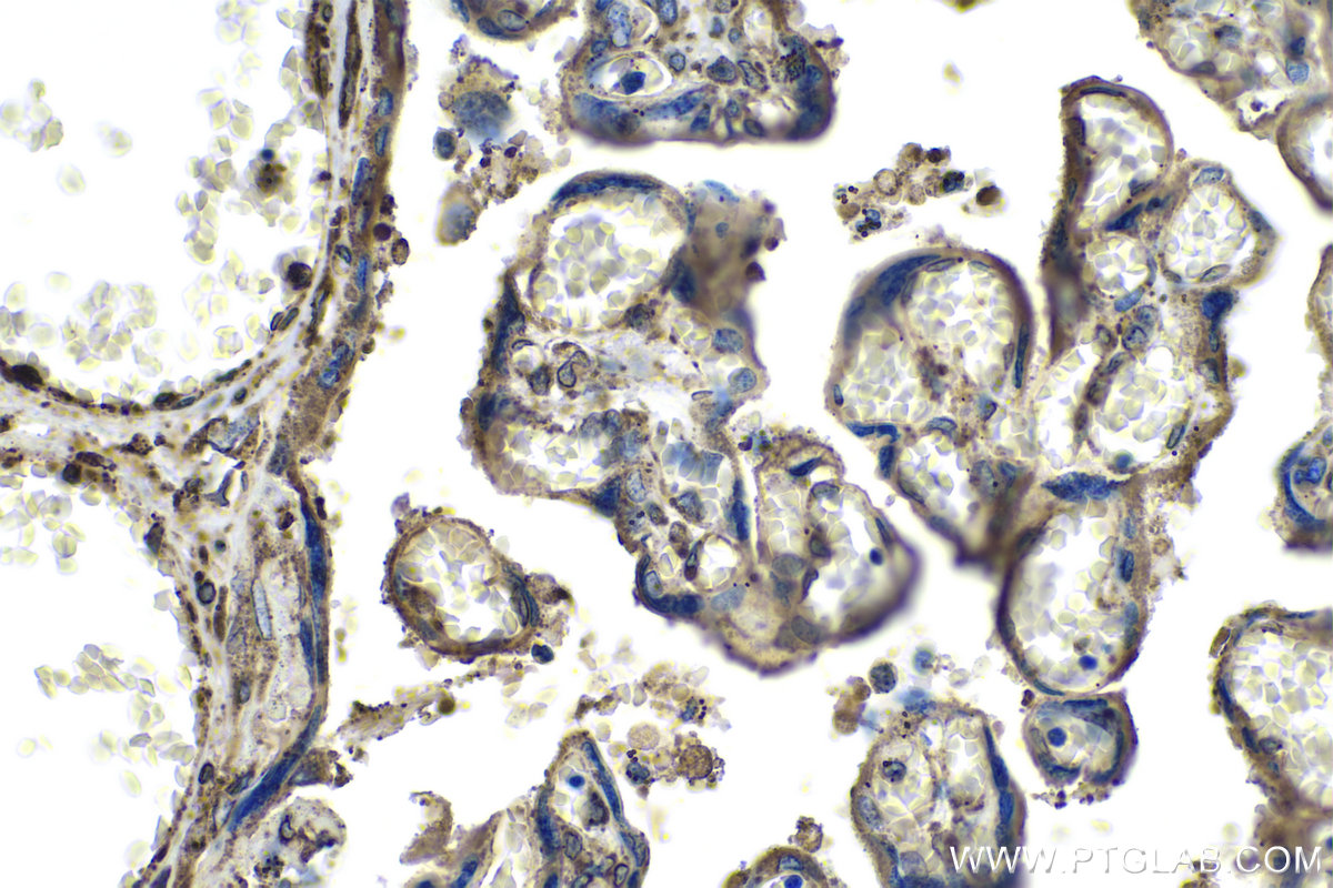 IHC staining of human placenta using 66426-1-Ig