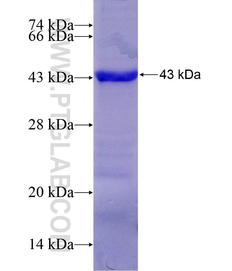 SPATA2 fusion protein Ag28274 SDS-PAGE