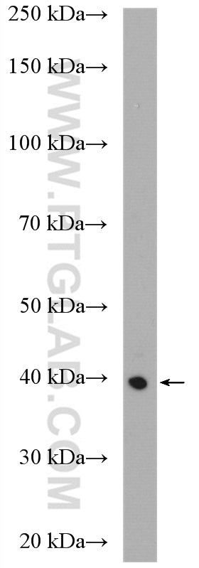 WB analysis of mouse testis using 16989-1-AP