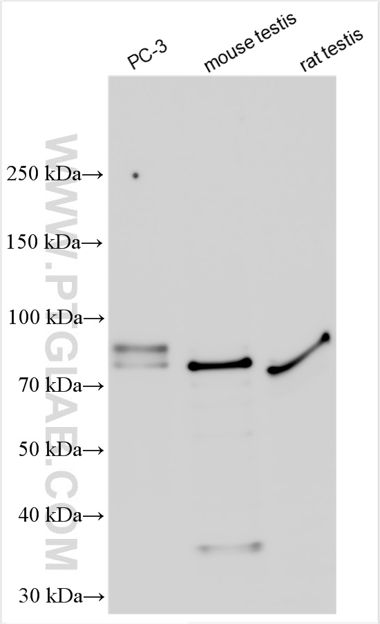 WB analysis using 12020-1-AP