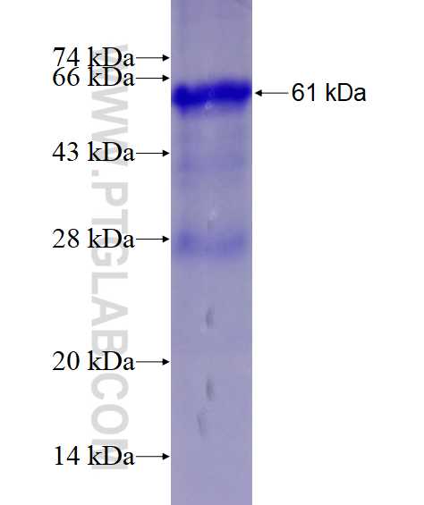 SPATA7 fusion protein Ag21234 SDS-PAGE