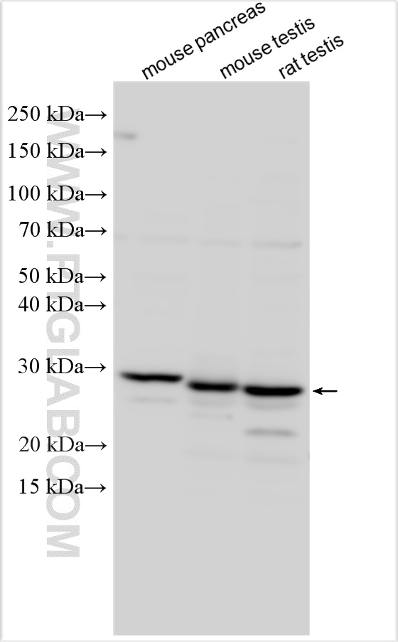 WB analysis using 28077-1-AP