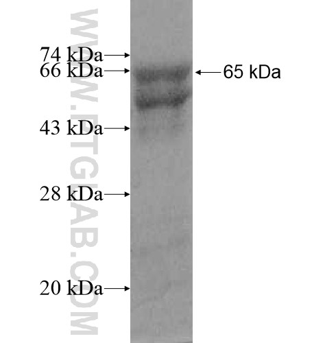 SPATS2L fusion protein Ag10438 SDS-PAGE