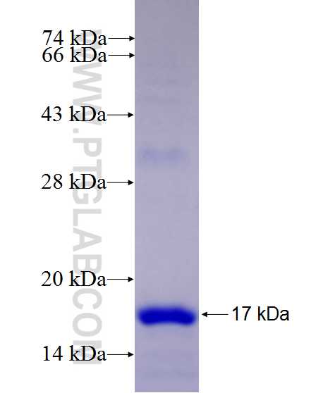 SPCS1 fusion protein Ag27525 SDS-PAGE