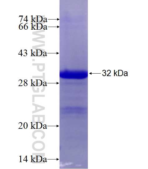 SPEF2 fusion protein Ag27506 SDS-PAGE