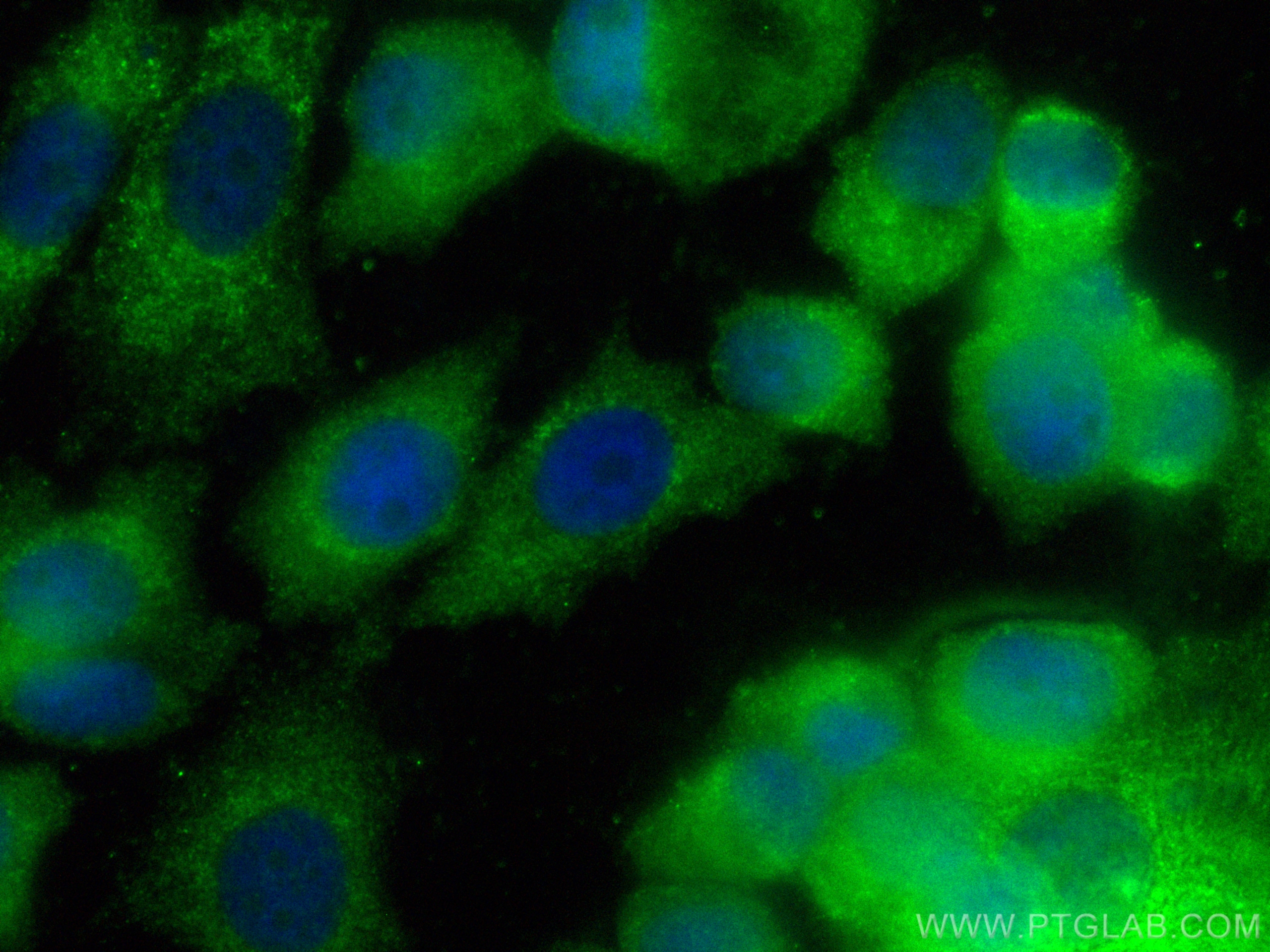 IF Staining of PC-3 using CL488-17826