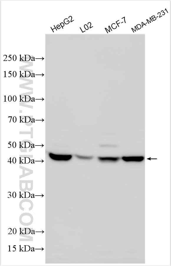 WB analysis using 10670-1-AP