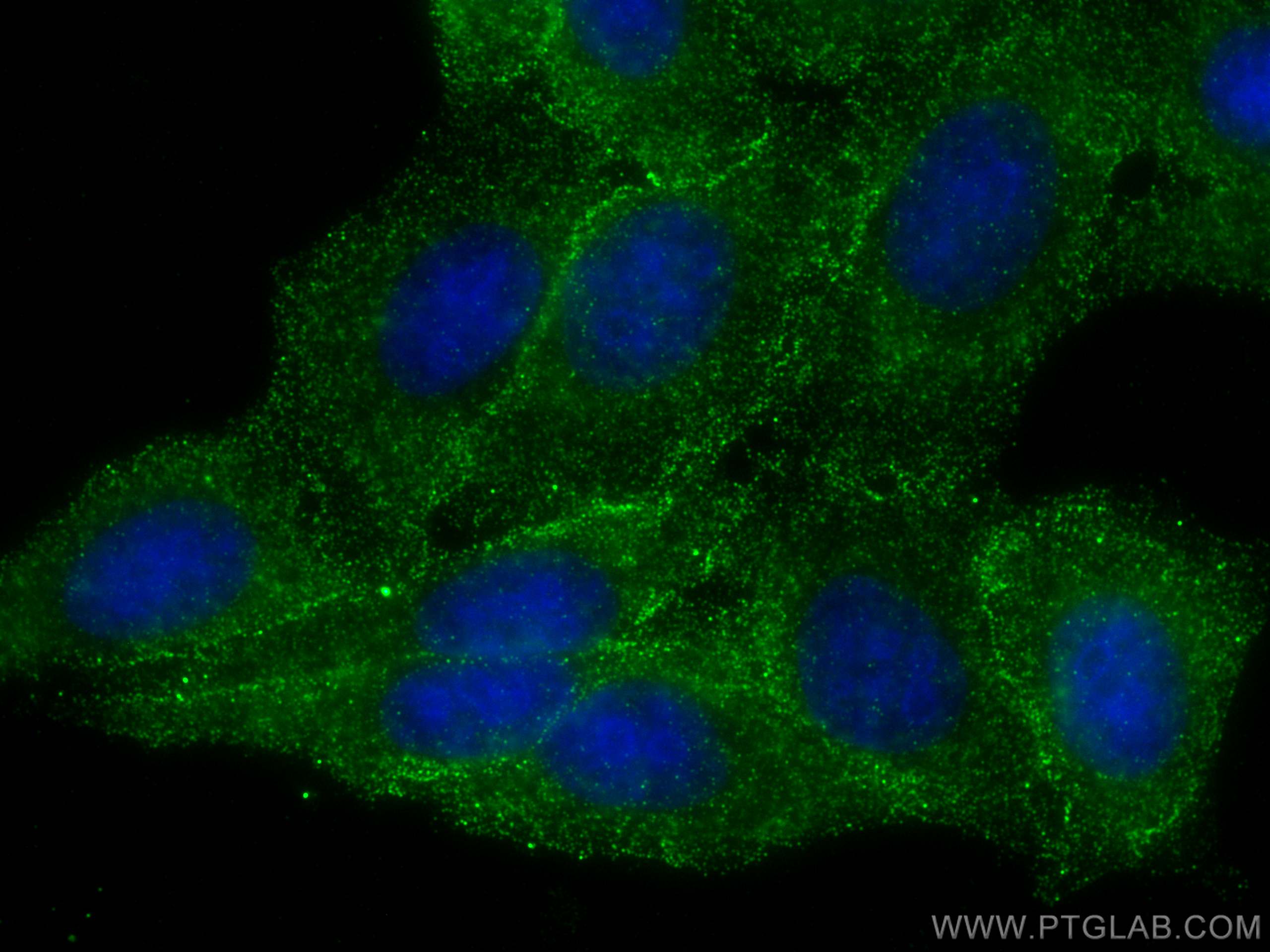 IF Staining of HepG2 using 82609-1-RR (same clone as 82609-1-PBS)