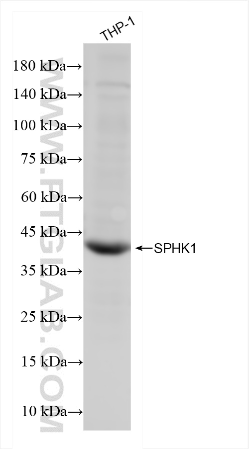 WB analysis of THP-1 using 84640-1-RR