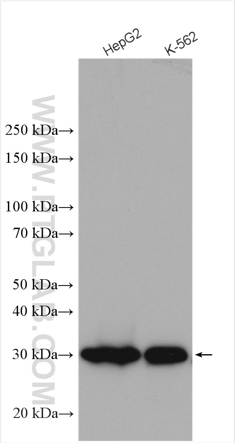 WB analysis using 16822-1-AP