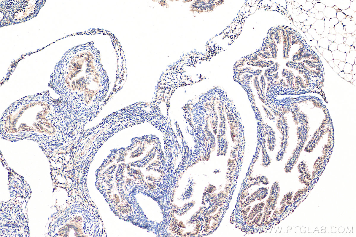 IHC staining of mouse ovary using 24648-1-AP