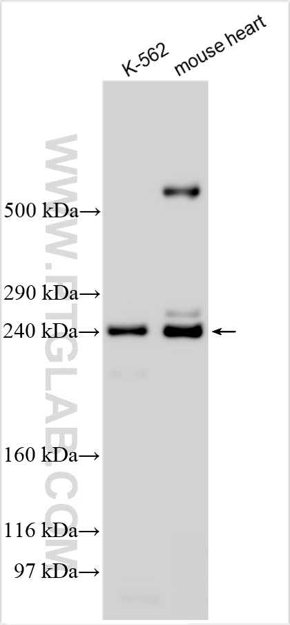 WB analysis using 26936-1-AP