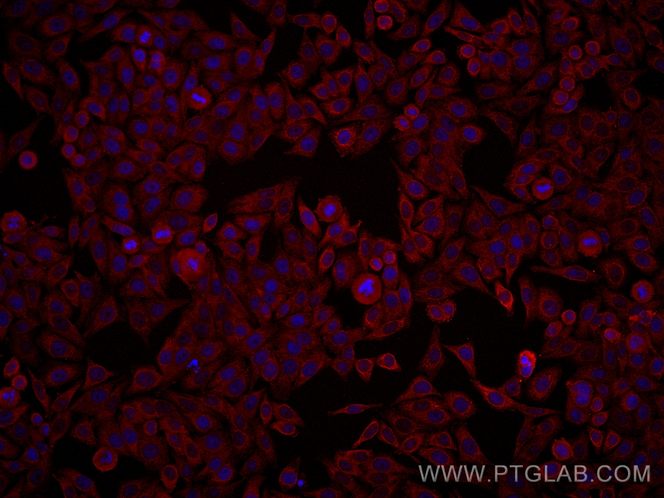 IF Staining of HepG2 using 66899-1-Ig