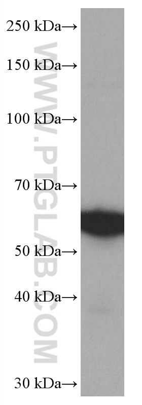 WB analysis of HEK-293 using 66899-1-Ig