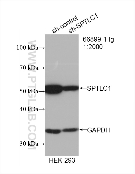 WB analysis of HEK-293 using 66899-1-Ig