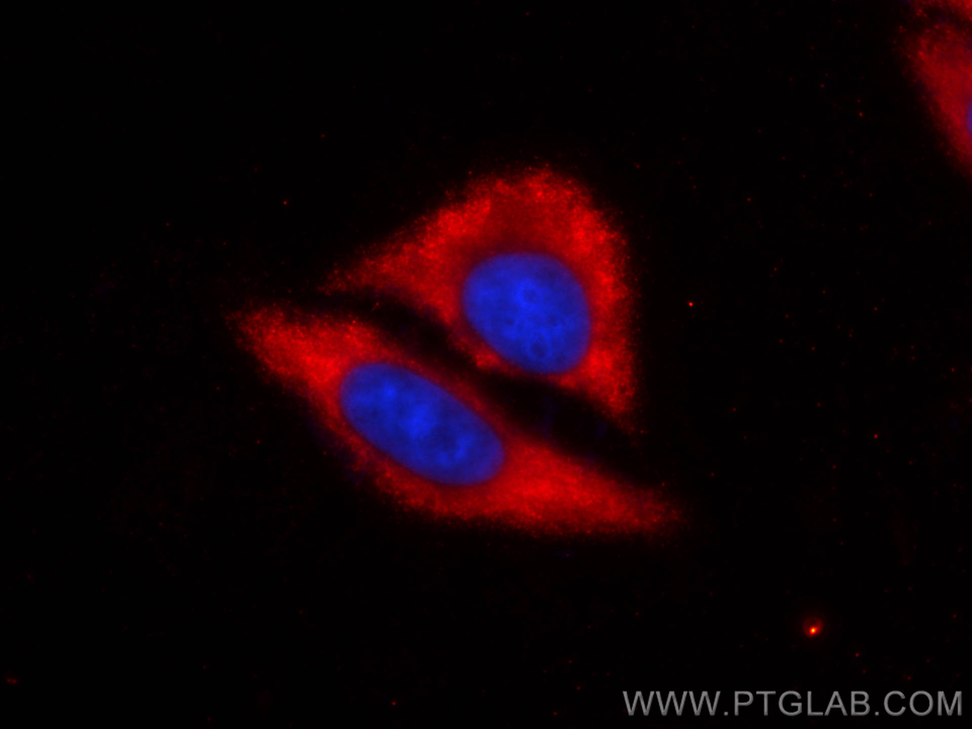 IF Staining of HepG2 using CL594-66899