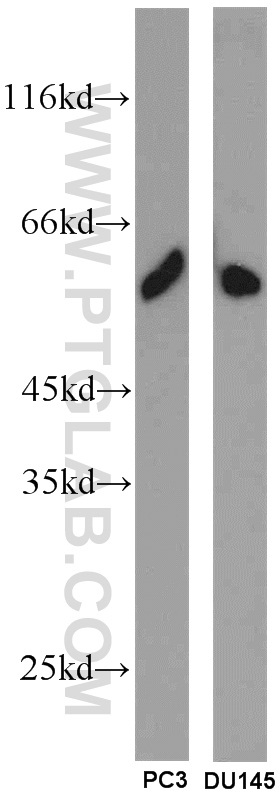 WB analysis of PC-3 using 18931-1-AP