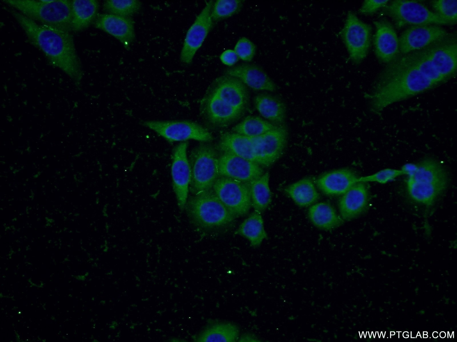 IF Staining of PC-3 using 12544-1-AP