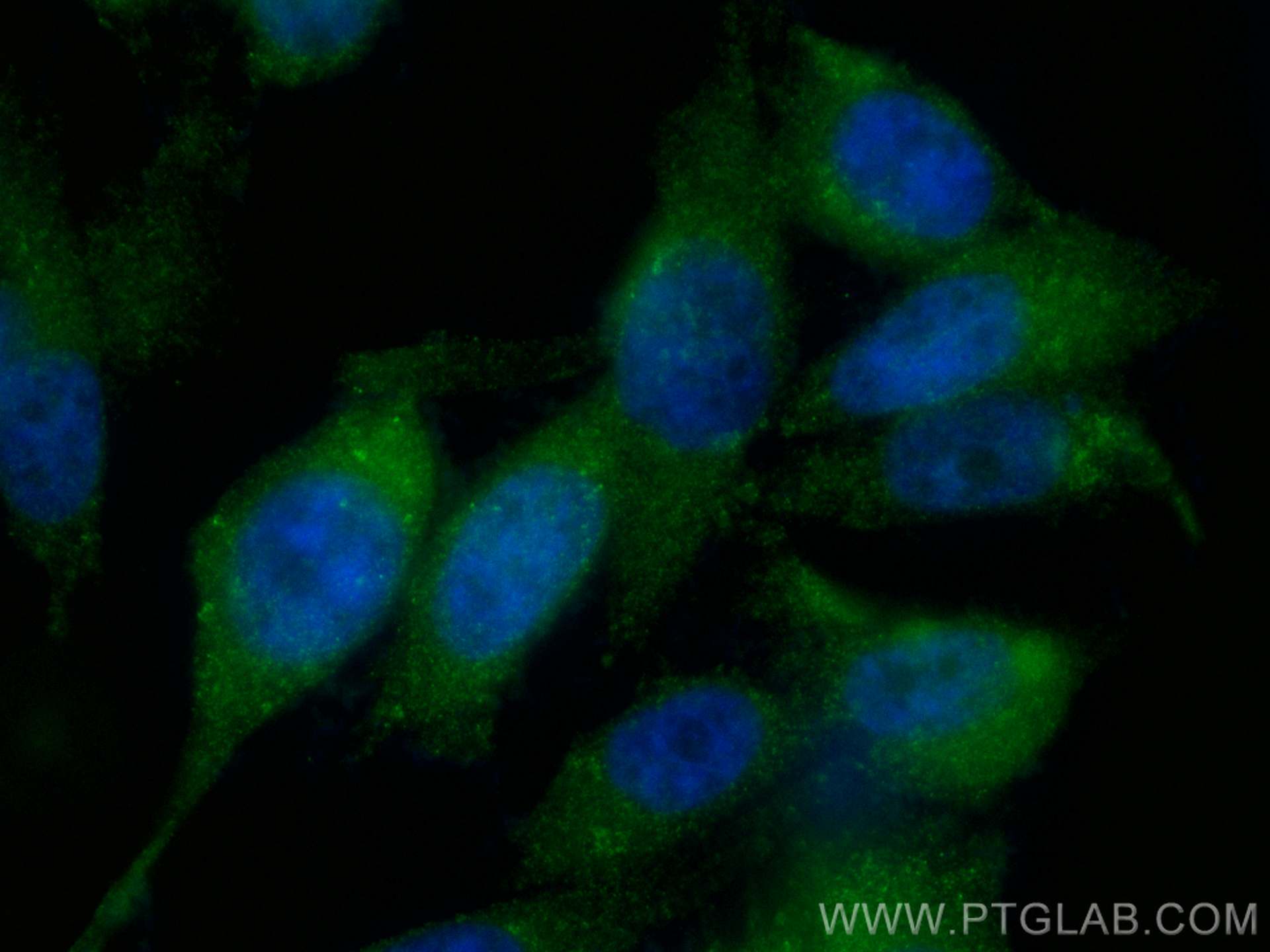 IF Staining of PC-3 using CL488-12544