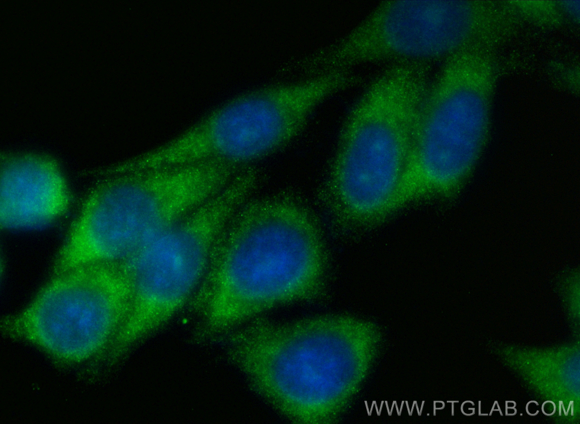 IF Staining of HepG2 using CL488-12544