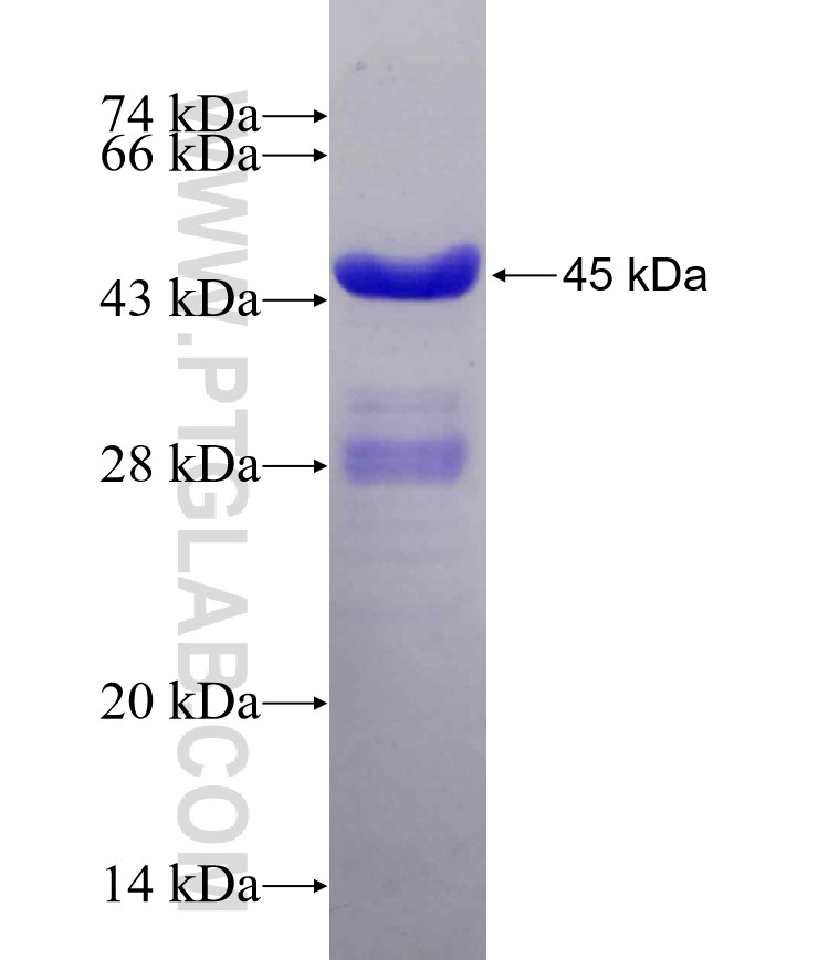 SQLE fusion protein Ag3266 SDS-PAGE